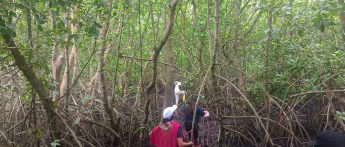 Jasa Survei Mangrove Jasa Survei Mangrove
